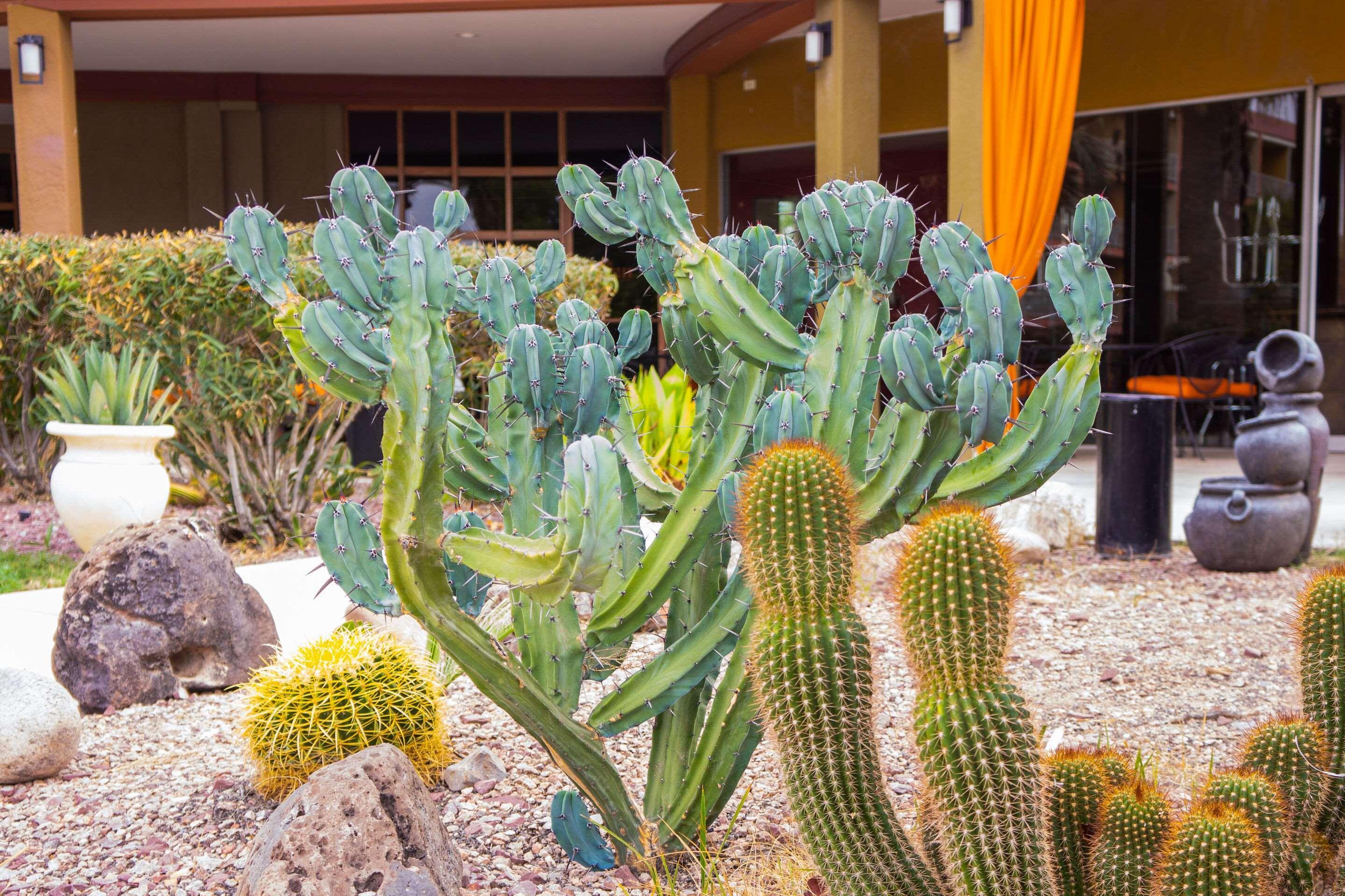 Hotel Tucson City Center, An Ascend Hotel Collection Member Luaran gambar